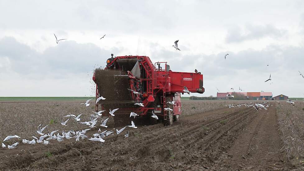 Sam de Vlieger heeft vijf hectare Victoria's. Daarnaast nog 10 hectare andere aardappelen. Voor het overige telen hij en zijn broer op hun 68 hectare grote bedrijf de traditionele gewassen, met uitstapjes naar bijvoorbeeld knolselderij.