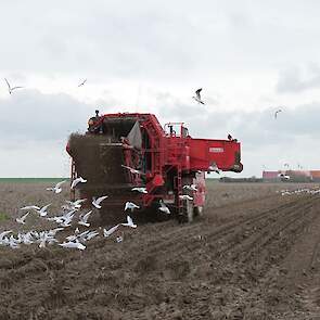 Sam de Vlieger heeft vijf hectare Victoria's. Daarnaast nog 10 hectare andere aardappelen. Voor het overige telen hij en zijn broer op hun 68 hectare grote bedrijf de traditionele gewassen, met uitstapjes naar bijvoorbeeld knolselderij.