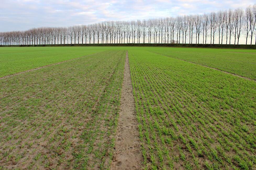 Vlotte beginontwikkeling van de vroege tarwe (rechts)