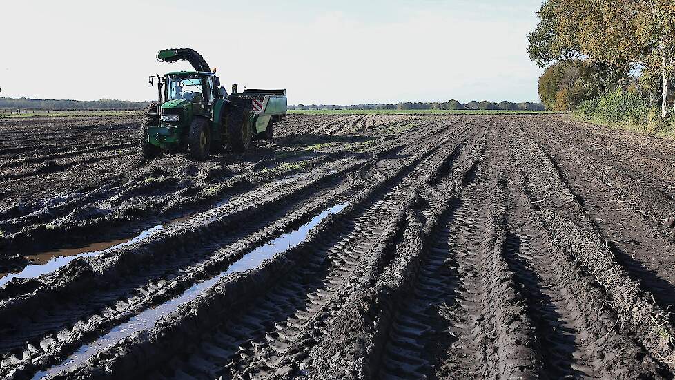 Geerts oogst hier het ras Festien. „Dat ras is wel een beetje gevoelig voor bacterierot.” Door de vele regen van de laatste tijd is het erg nat op het land.