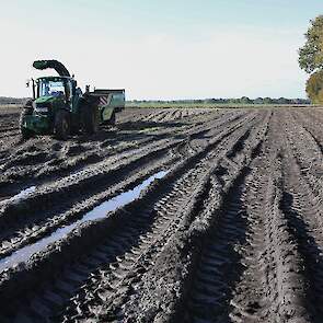 Geerts oogst hier het ras Festien. „Dat ras is wel een beetje gevoelig voor bacterierot.” Door de vele regen van de laatste tijd is het erg nat op het land.