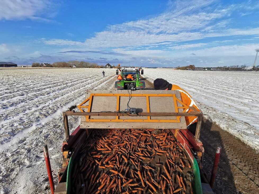 De wortelen worden gerooid met bollenrooimachines die met kleine aanpassingen geschikt zijn gemaakt voor de oogst van wortelen.