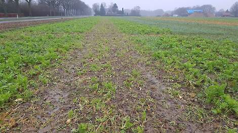 In een TerraLife strokendemo is de middelste strook gerold. De overgebleven Deeptill Tillage rammenas is beschadigd en sterft af. Ook is er nog Japanse haver aanwezig.