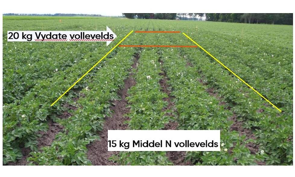 Proefveld in Oost Nederland uitgevoerd door HLB. De aardappelen in het Vydate object (tussen de twee rode strepen) zijn duidelijk verder ontwikkeld.