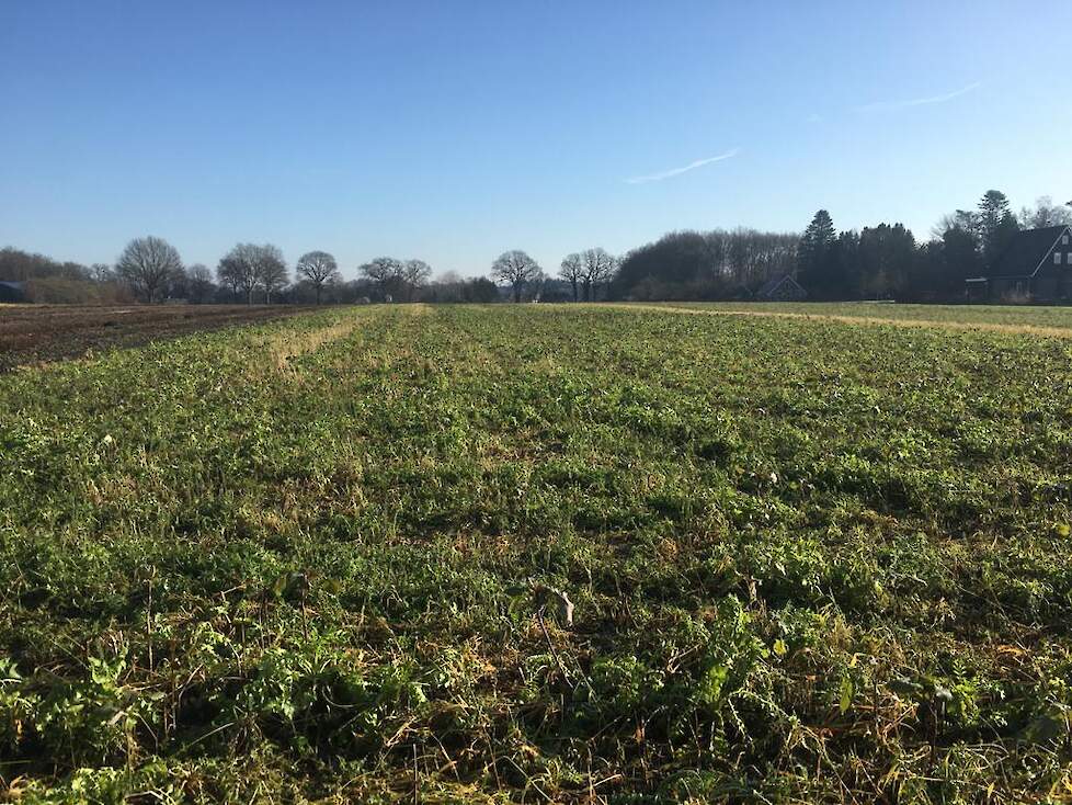 Vlak voor de vorst eind januari staat er vooral Tillage rammenas en wikken