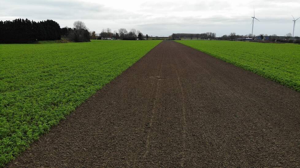 In januari was de groenbemester nog groen.