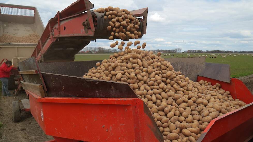 Voesten poot hier Bellini, een middenvroeg aardappelras.