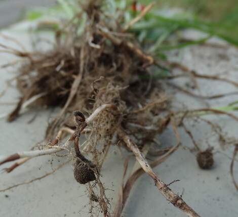 Knolcyperus wordt nog wel eens wordt verward met zeebies. Verschil tussen beide onkruiden is dat knolcyperus vlekjes op de wortels vertoont. Zeebies heeft die vlekjes niet.