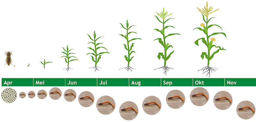 Levenscyclus ritnaald in mais