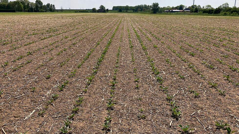 Woelen roteren twee fase, groenbemester facelia en gele mosterd.