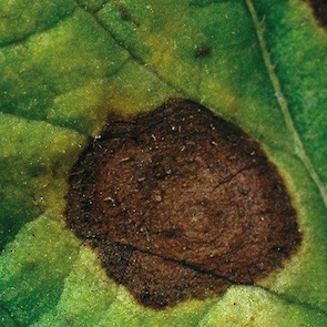 Kenmerkend voor Alternaria zijn de talloze, kleine vlekjes op het blad. Deze worden begrensd door de nerven van het blad, waardoor de vlekjes er enigszins hoekig uitzien. Ook typisch zijn de concentrische ringen in de vlekken. Alternaria treedt vooral bij