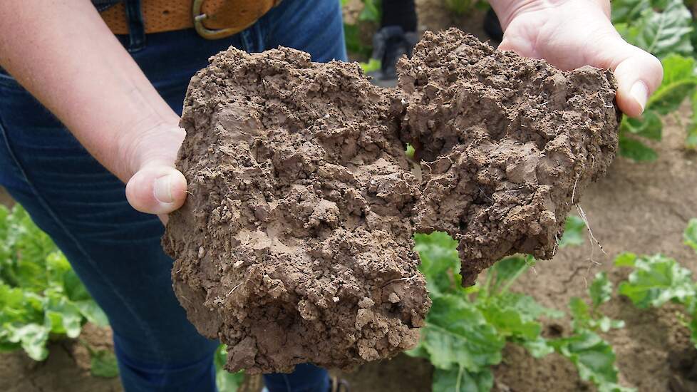 Poreuze grond door groenbemesters