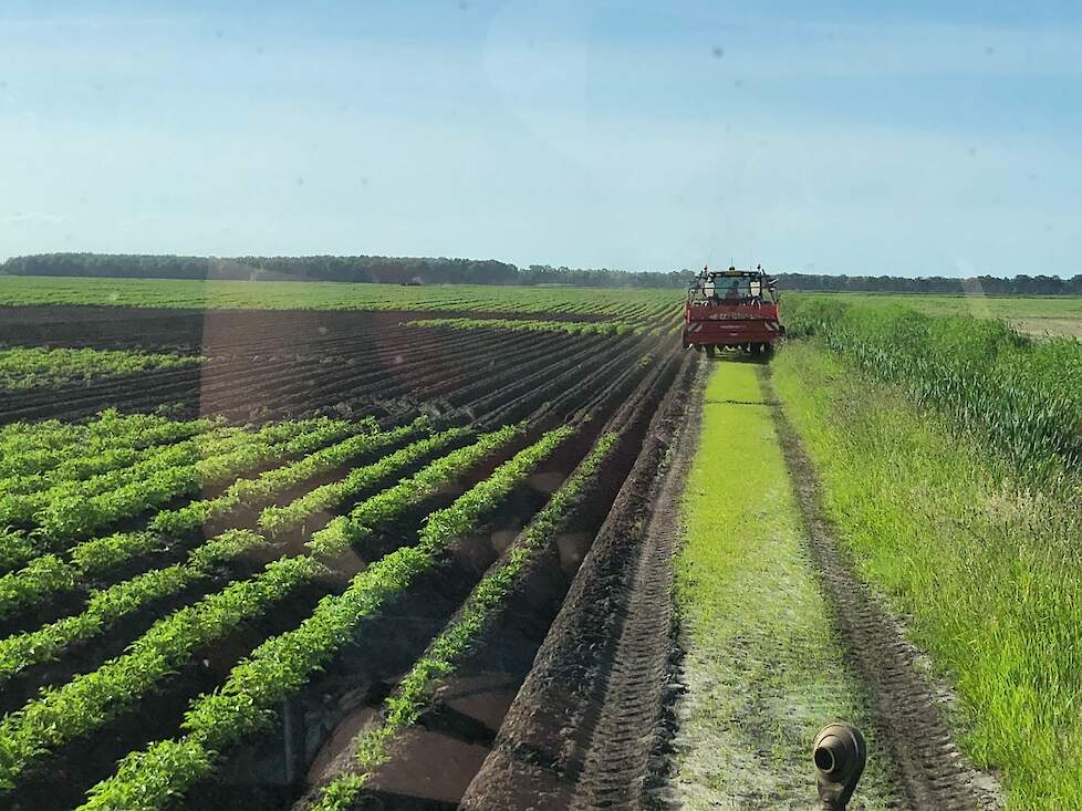 Blokjes overpoten maakt van het perceel een dambord.