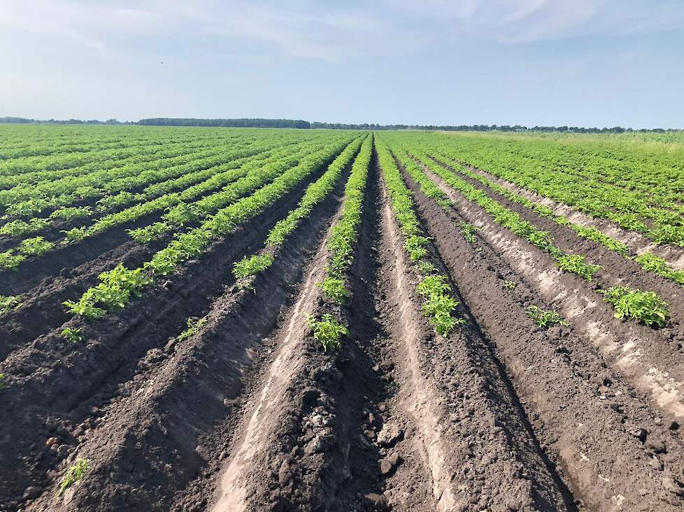 Het verschil in het perceel is groot: vooraan is overgepoot, terwijl het gewas achter bijna dicht staat.