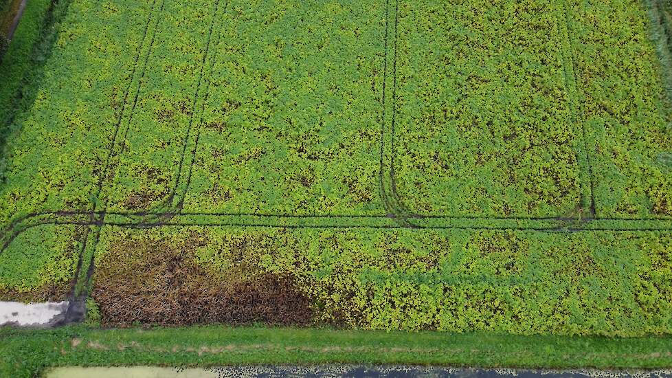 Een aantasting door bonenspintmijt vanuit de lucht gezien. Het begint vrijwel altijd vanuit de perceelsrand.