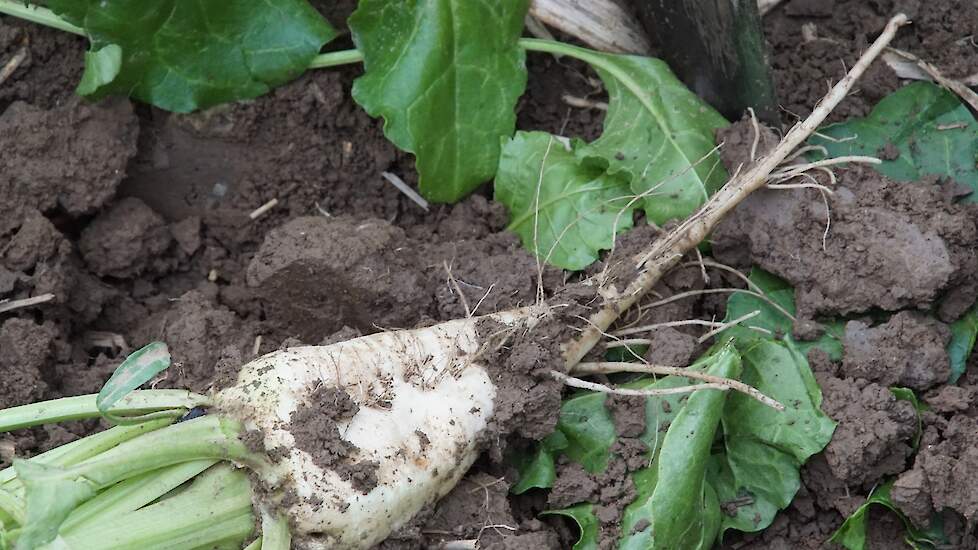 Rechte biet in goede grond