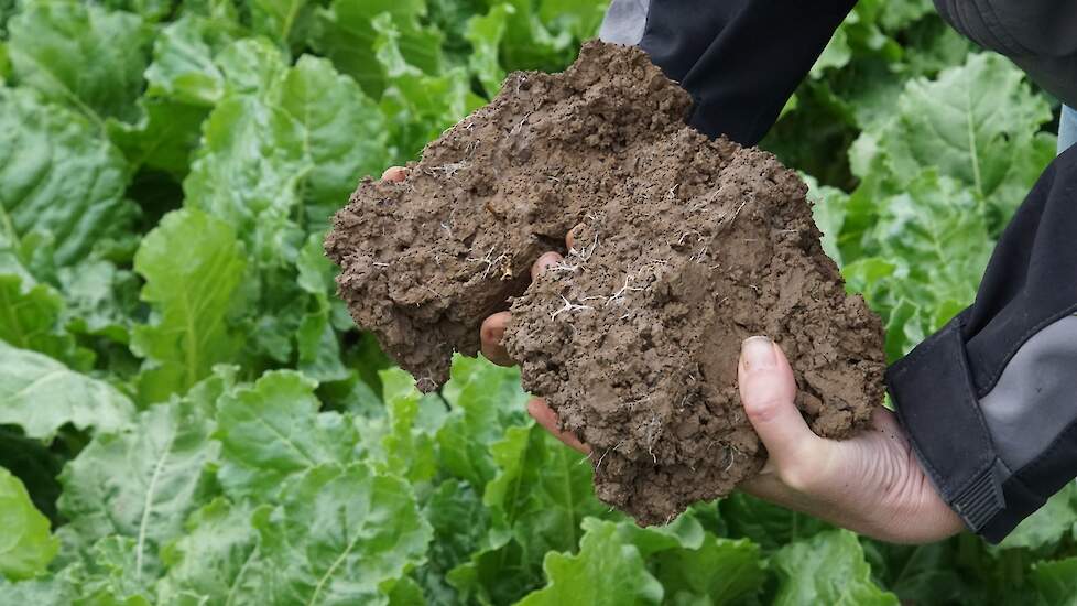 Mooiste grond, structuur en bietengroei.