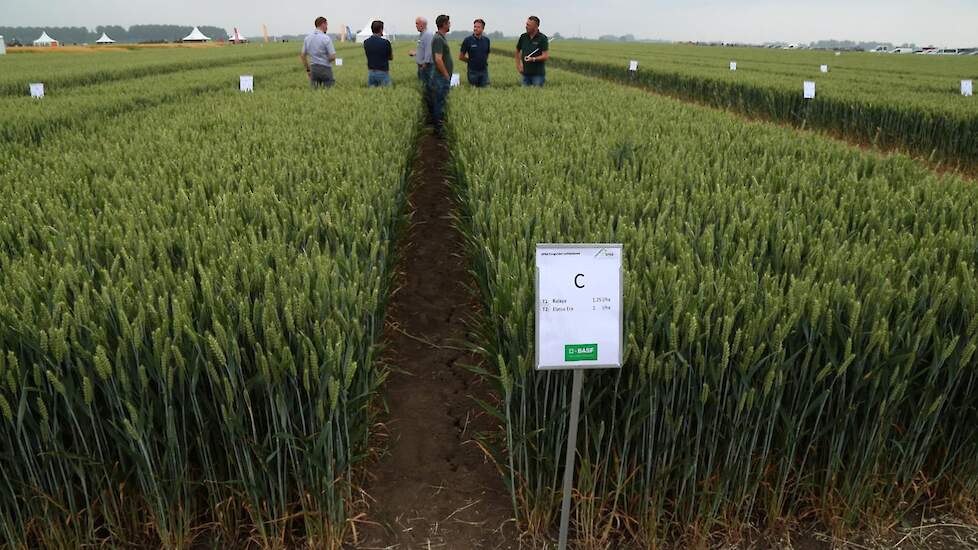 Onder andere WPA-Robertus, BASF en Syngenta onderzoeken samen met SPNA wat het beste fungicideschema in wintertarwe is. Als vergelijk ligt er een onbehandeld gedeelte naast. „Bij deze instapproef zijn we op zoek naar het beste schema voor de beste opbreng