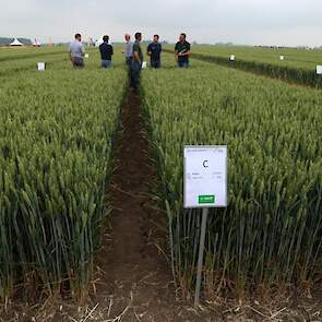 Onder andere WPA-Robertus, BASF en Syngenta onderzoeken samen met SPNA wat het beste fungicideschema in wintertarwe is. Als vergelijk ligt er een onbehandeld gedeelte naast. „Bij deze instapproef zijn we op zoek naar het beste schema voor de beste opbreng