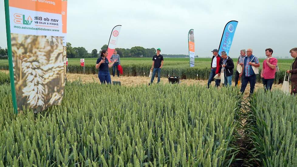 Zaadbedrijven lieten hun laatste ontwikkelingen zien. Eugenie van de Bilt, van Van de Bilt Zaden en Vlas, heeft onder meer KWS Extase in Nieuw Beerta staan. „Het grootste ras in de veldkeuring 2021, met een prima resistentie." Van de Bilt merkt een grote