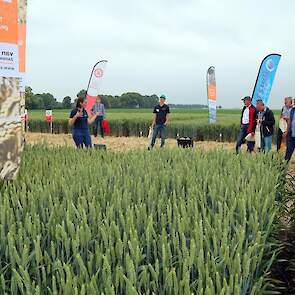 Zaadbedrijven lieten hun laatste ontwikkelingen zien. Eugenie van de Bilt, van Van de Bilt Zaden en Vlas, heeft onder meer KWS Extase in Nieuw Beerta staan. „Het grootste ras in de veldkeuring 2021, met een prima resistentie." Van de Bilt merkt een grote