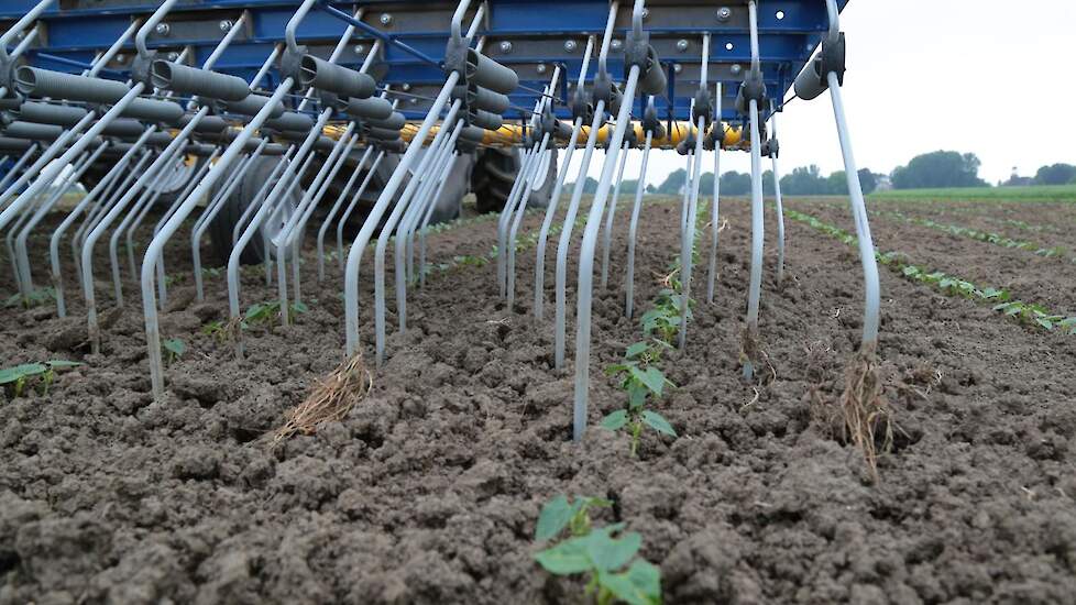 In de biologische hoek stonden diverse gewassen. Aardappelen, pompoenen, vlas, rode bieten en dergelijke. Meestal op kleine proef- en demoveldjes. Van deze veldbonen stond een groter stuk. „Interessant om op praktijkschaal te onderzoeken en te laten zien"