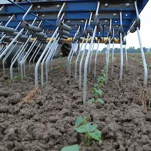 In de biologische hoek stonden diverse gewassen. Aardappelen, pompoenen, vlas, rode bieten en dergelijke. Meestal op kleine proef- en demoveldjes. Van deze veldbonen stond een groter stuk. „Interessant om op praktijkschaal te onderzoeken en te laten zien"