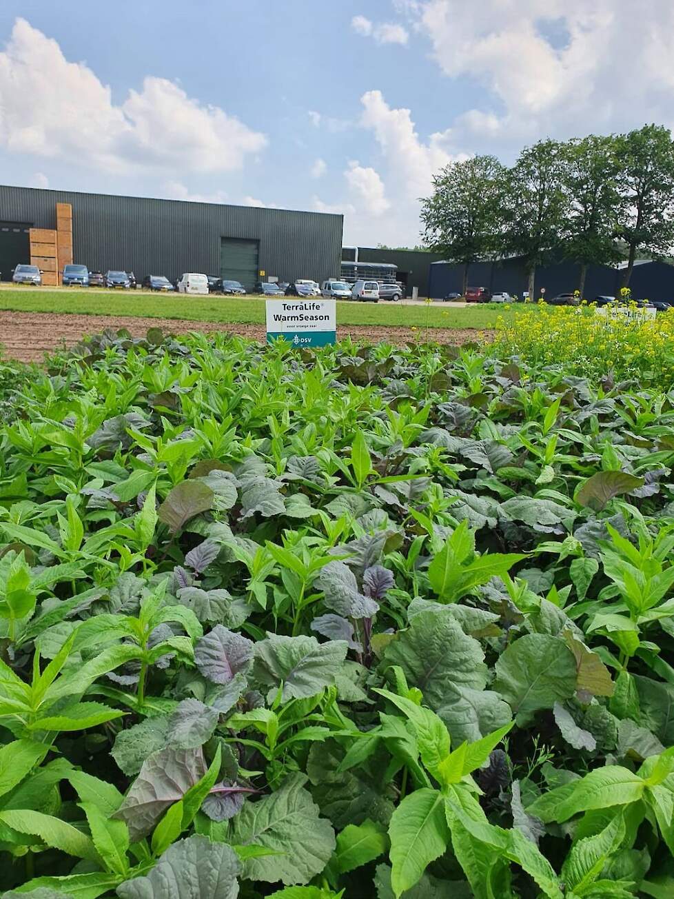 Elke plant heeft zijn plek in het groenbemestermengsel. Hier de Warm Season. Geschikt voor vroege zaai.