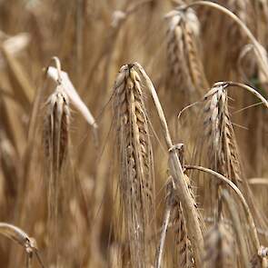 Linssen koos voor het ras Pixel. Agrifirm beschrijft dit als een nieuw vroeg potentieel brouwgerstras wat bovendien zeer productief is en voldoende stevig. Dit laatste kan Linssen beamen. Ondanks de soms zeer forse regenbuien in de afgelopen weken staat h