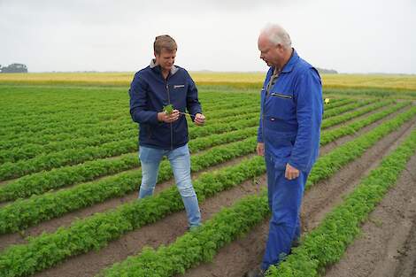 De peen staat er prachtig op, constateren Nico Walstra (rechts) en adviseur Jan Klaas de Graaf. Het 6,5 hectare grote perceel dat pal langs de Waddenkust staat (ras: Nerac) is 14 mei gezaaid, direct na bui van 30 millimeter. Kort daarna viel er nog eens 1