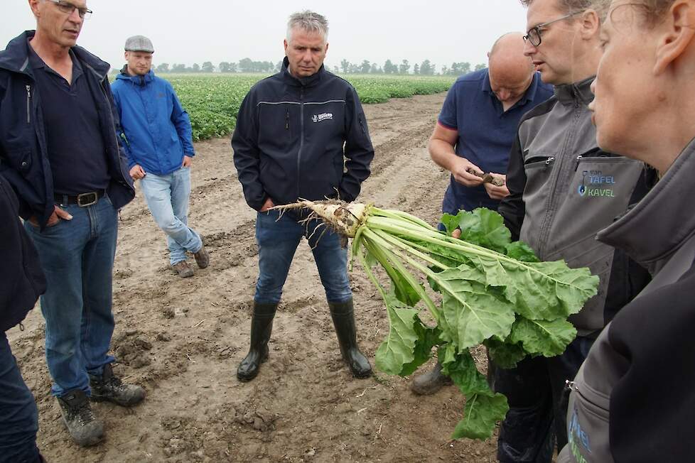 Suikerbiet van teler Geert Bosch in Usquert