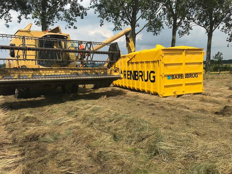 De oogst van roodzwenkgras