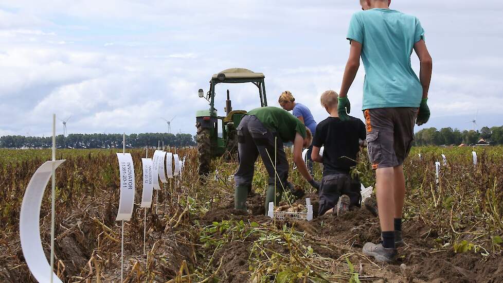 Collega’s uit de buurt leveren ook personeel, zo helpen ze elkaar de drukke oogsttijd door. Personeel is schaars.  Tijdens het fotograferen werden gangbare rassen geoogst, zoals Innovator , Spunta en later Agria.