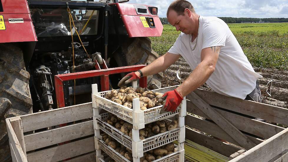 Maar Kroeze haalt ook nieuwere rassen van het land : Messi, Hind en Celine in rode, gele en paarse variant. En de rode Pipo. In het biologische uitgangsmateriaal blijkt het ras Cammeo goed bestand tegen Phytophthora. Gespecialiseerde handelshuizen nemen h