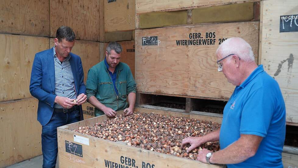 Marco en Jaap Bos bekijken samen met Nico van Langen van CAV Agrotheek een pas aangekochte partij bollen. ,,Ze zijn iets kaal, dus het is niet de allermooiste partij'', erkent Marco. ,,Maar om af te broeien voldoen ze prima.''