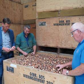 Marco en Jaap Bos bekijken samen met Nico van Langen van CAV Agrotheek een pas aangekochte partij bollen. ,,Ze zijn iets kaal, dus het is niet de allermooiste partij'', erkent Marco. ,,Maar om af te broeien voldoen ze prima.''