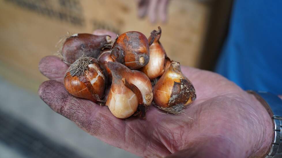 Een handvol mooie bollen van het soort Marathon Champion, een roze tulp voor de vroegste bloei.