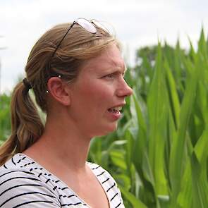 De beste optie is om het betreffende perceel een jaar braak te laten liggen en het gedurende dat jaar het onkruid vier keer chemisch te bestrijden en bovendien het perceel elke week te schoffelen. „Zo raken de knolletjes uitgeput. Elk knolletje heeft 10 t