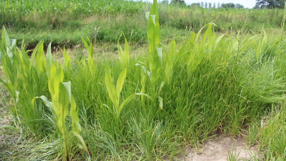 Het gebruik van glyfosaat is weinig succesvol. In het afstompproces maakt de plant steeds nieuwe knolletjes aan. Hoe meer bestrijdingsacties hoe meer het plantje in de verdediging gaat. Inmiddels zijn er ruim 20 klonen van de knolcyperus bekend. In het Be