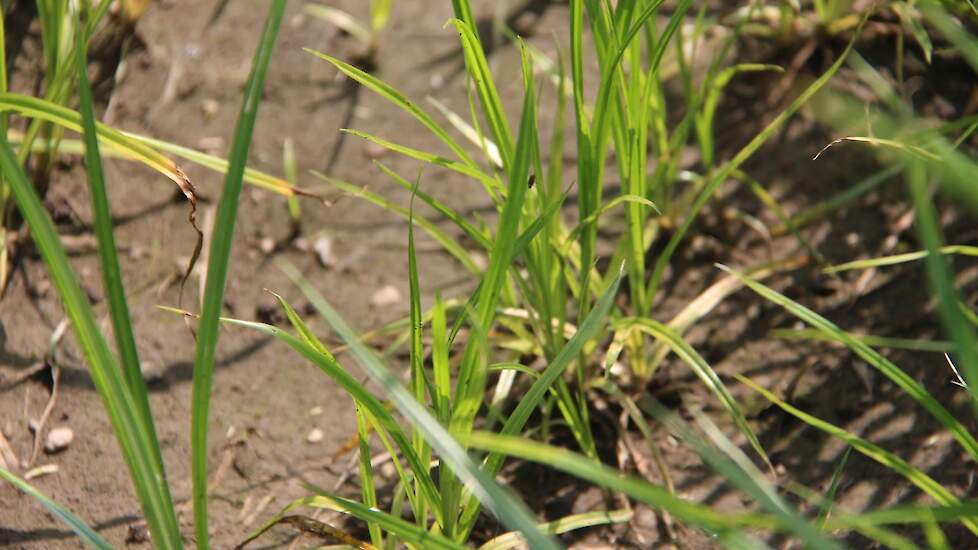 De enigste effectieve methode moet gericht zijn op het uitputten van het plantje. De grond braak leggen tot bovengronds geen plantjes meer zichtbaar zijn. Dit kan door vier keer een chemische bestrijding uit te voeren en 6 tot 7 keer te schoffelen. Zo rak