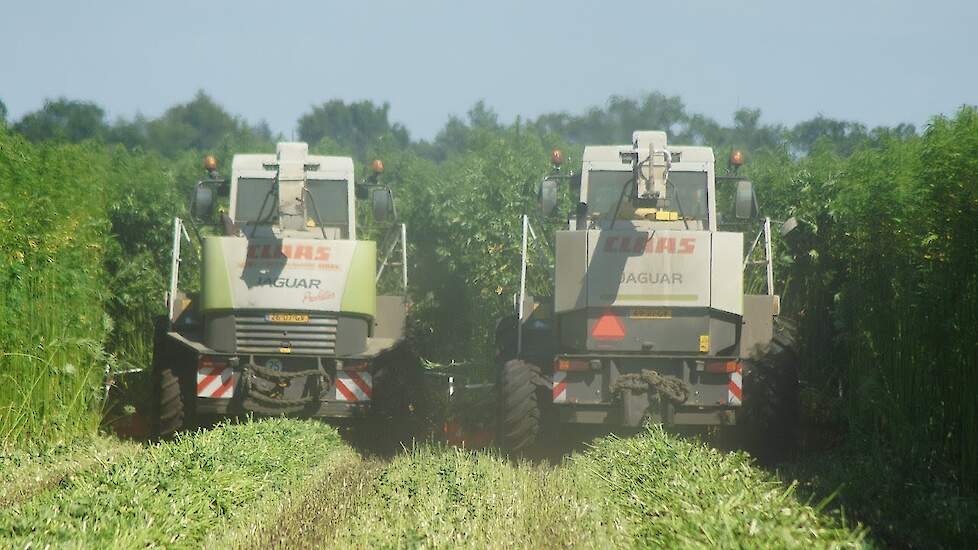 Hempflax Hennep maaien met Claas Jaguar 870 en Claas Jaguar 850 met Kemper maaibek Trekkerweb