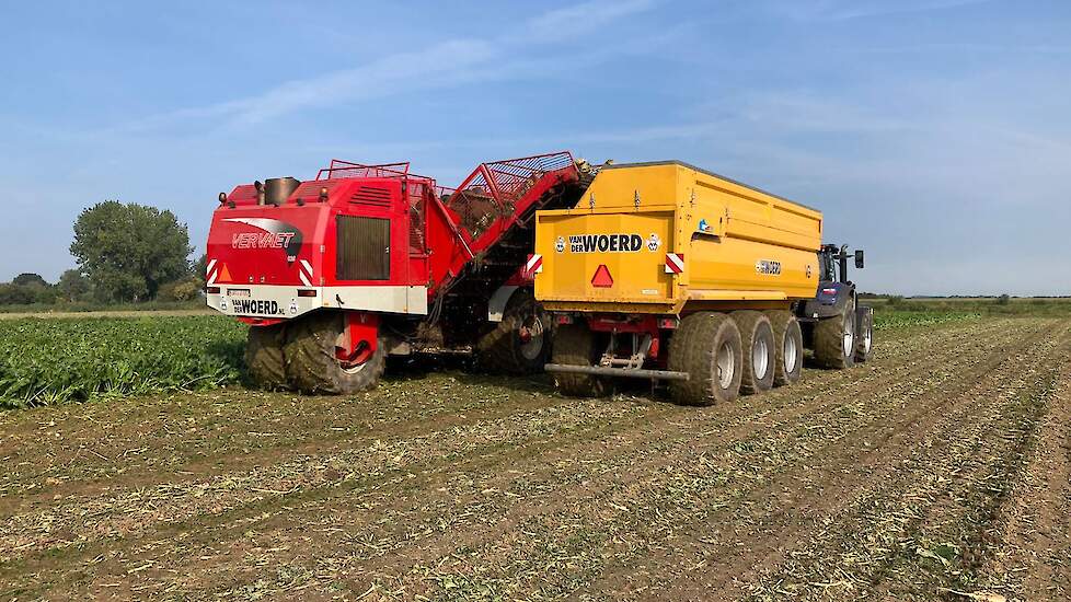 Suikerbieten rooien