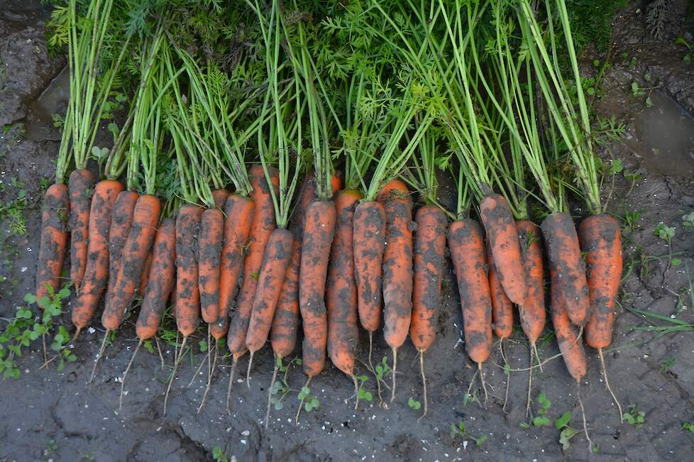 Het eveneens nieuwe ras Carocal.