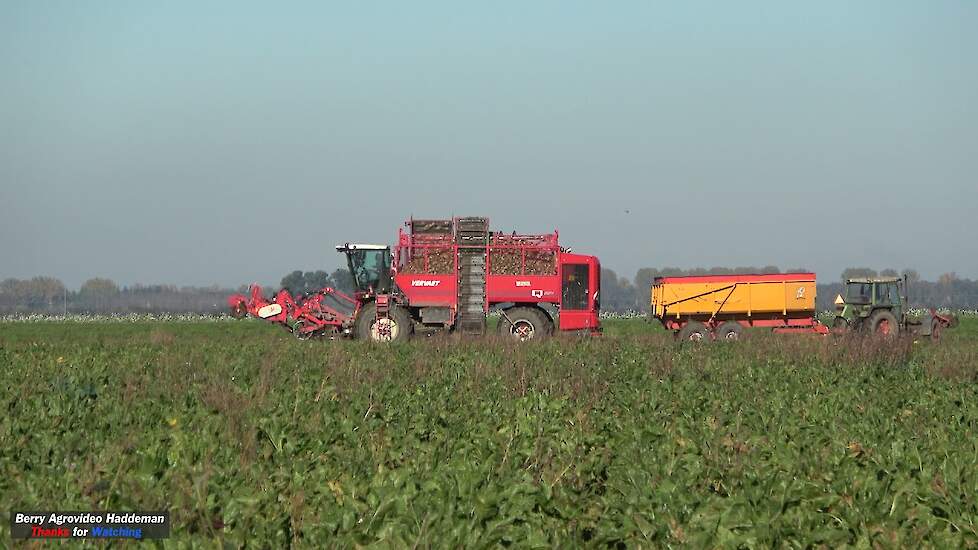 Suikerbieten rooien - Nieuwe Vervaet Q621 - Sugar beet Harvest - Breure & De Waard | Flevopolder