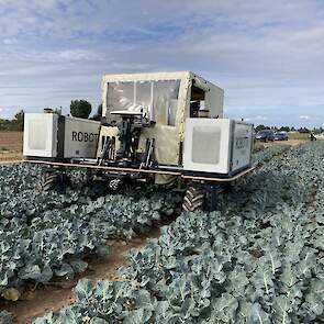 De RoboVeg Robotti combineert een veldrobot van Agro Intelligence met de broccoli-oogstrobot van RoboVeg. De Robotti werkt met twee motoren, met samen 104 kW, waarvan 40 kan worden opgenomen voor aftakaswerkzaamheden. Grote voordeel is nauwkeurigheid en b