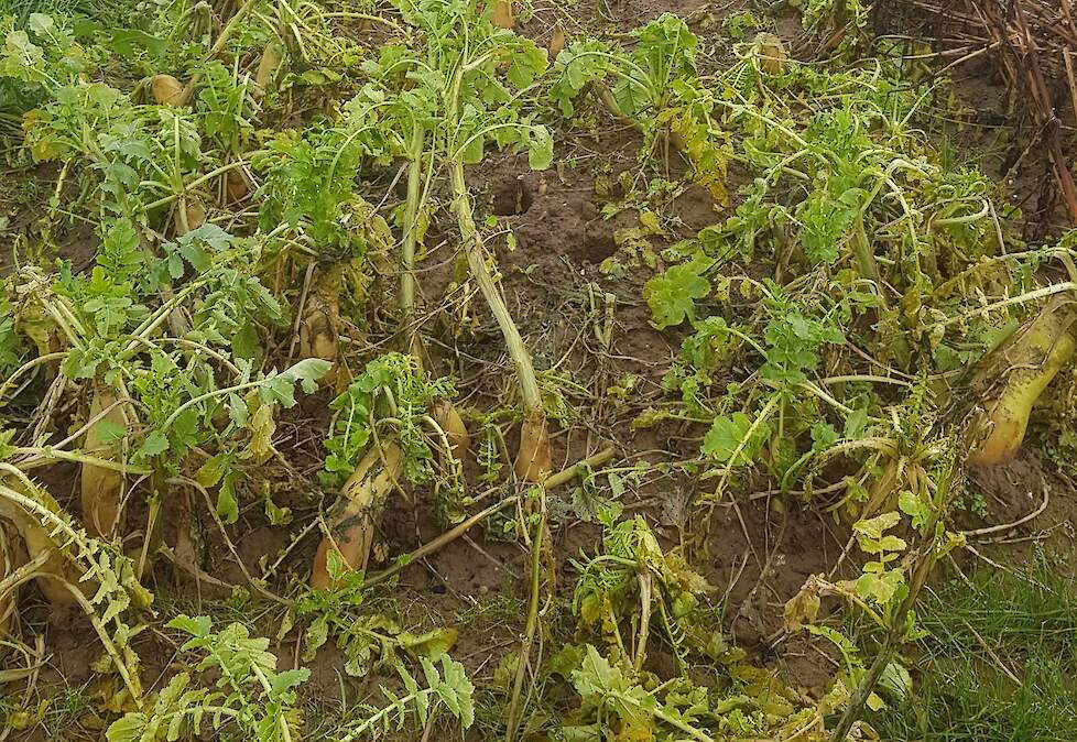 De Tilllage rammenas lijkt nog in leven. De wortels hebben echter een tik gekregen van de vorst en zullen verder afsterven.