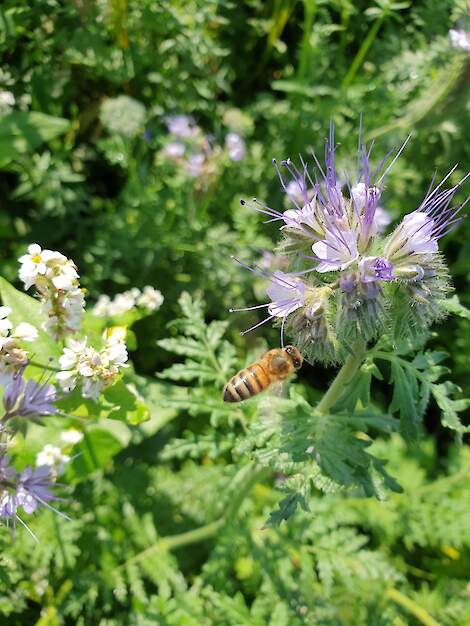 Bloeimengsel Nectar