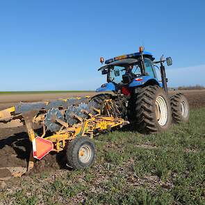 Voor het poten uit wordt groenbemester ondergeploegd. Kroes heeft hier kippenmest over uit laten rijden. Dat de ploegtrekker ook op breed spoor staat, is puur toeval, geeft medewerker Alexander Plasschaert aan. „Er zitten normaal andere banden onder deze