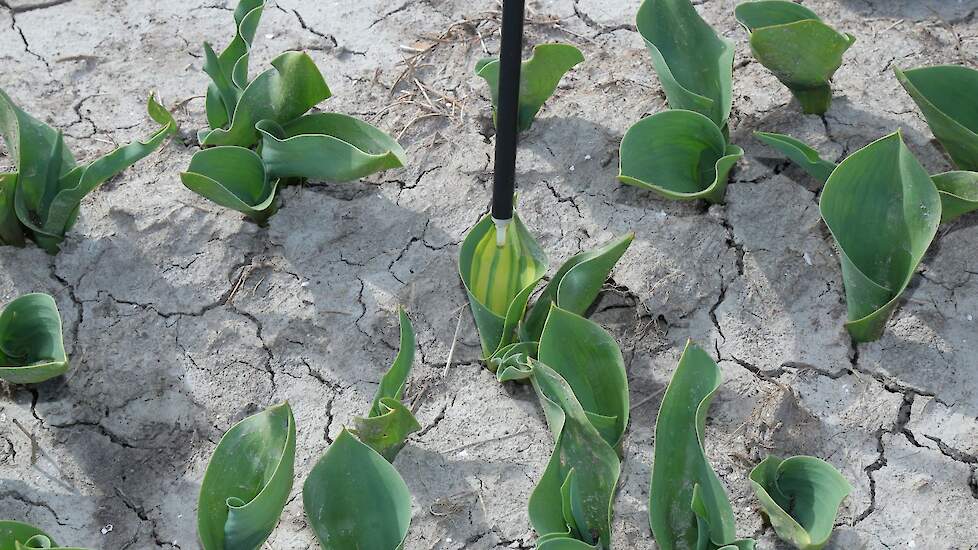 Door virus aangetaste planten worden aangestipt. Karma begint met de selectie zodra de planten boven de grond staan. „Hoe eerder beginnen, hoe lager het besmettingsrisico."