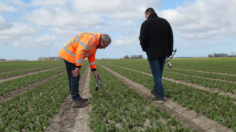 Het ziekzoeken gaat door totdat de tulpen over een paar weken in bloei staan. De planten worden daarna gekopt. „De sapstromen draaien om", geeft Sjors aan. „Niet de bloem, maar de bol wordt gevoed." Eind juni, begin juli, worden de tulpen gerooid. De goed